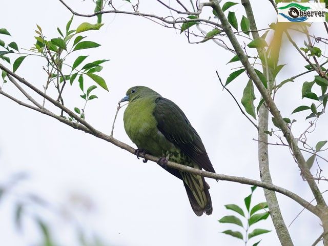 Whistling_Green_Pigeon_2