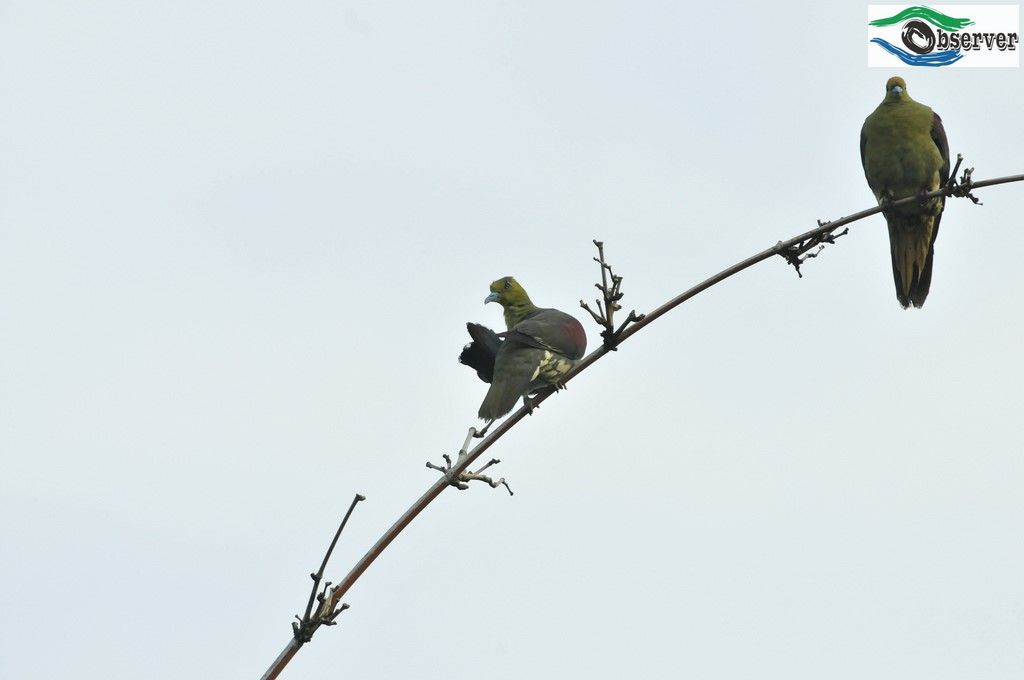 Whistling_Green_Pigeon_3