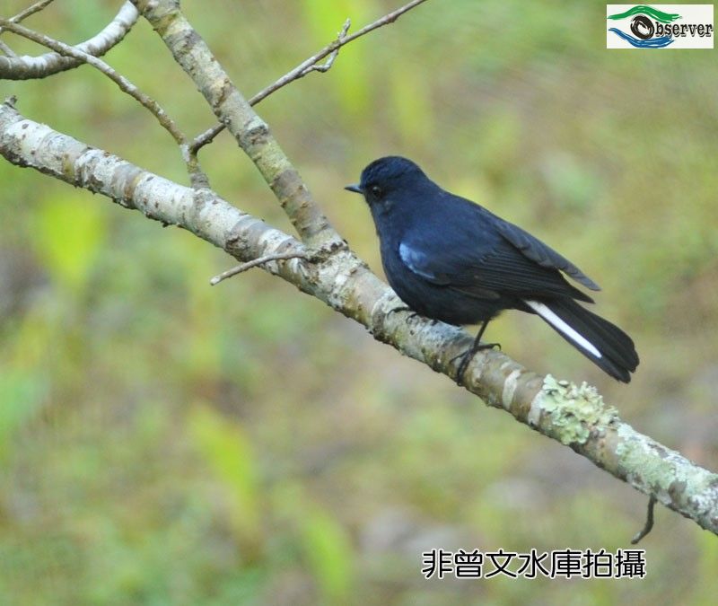 White-tailed_Robin_1