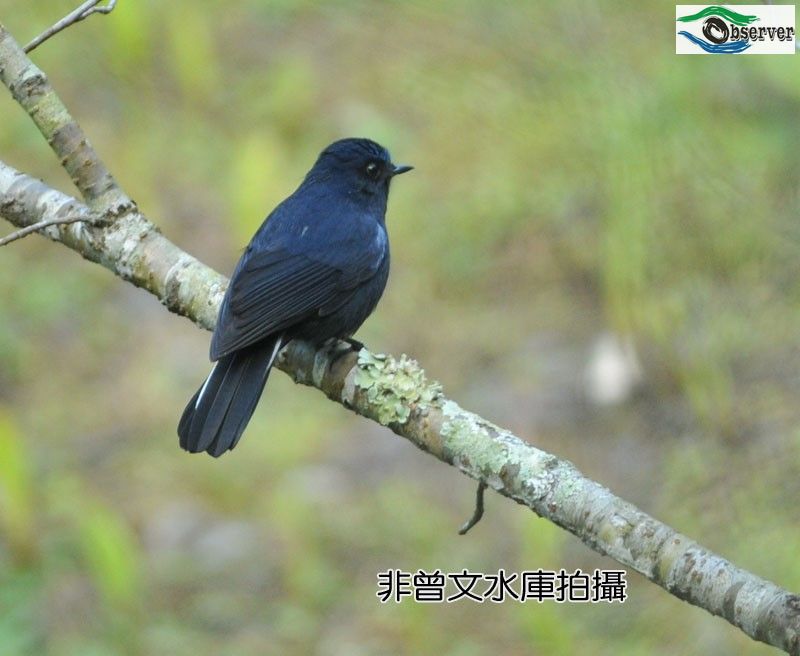 White-tailed_Robin_2