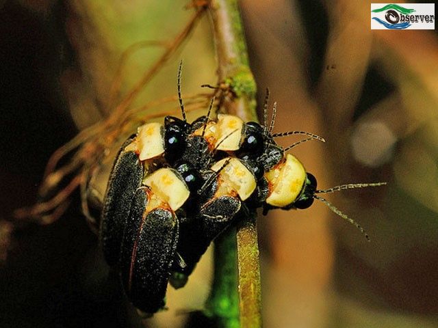 Yellow-breasted_black-winged_firefly_2