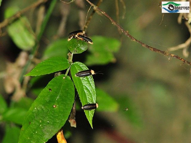 Yellow-breasted_black-winged_firefly_3