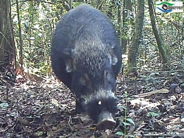 boar_1