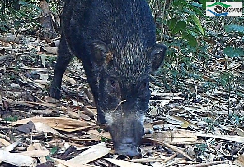 boar_2