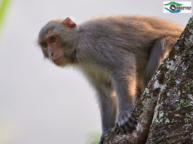 macaque_1