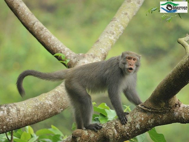 macaque_2